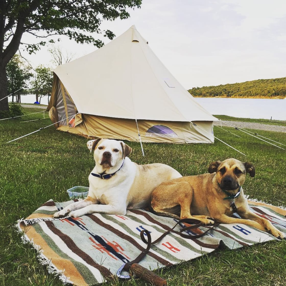 Camping with dogs!