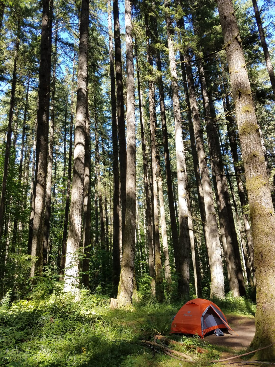 Trees surround my tent at one of the campsites.
