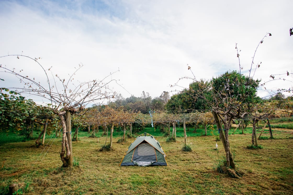 Sleep right under kiwi trees 