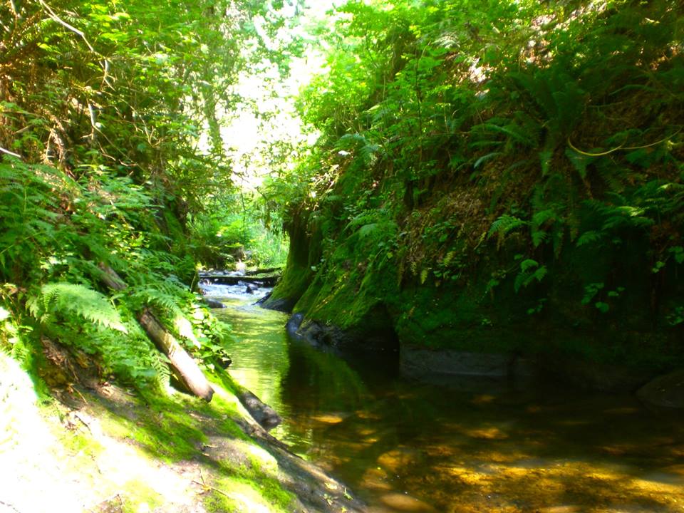 The lava tube swimming hole in the creek on the property