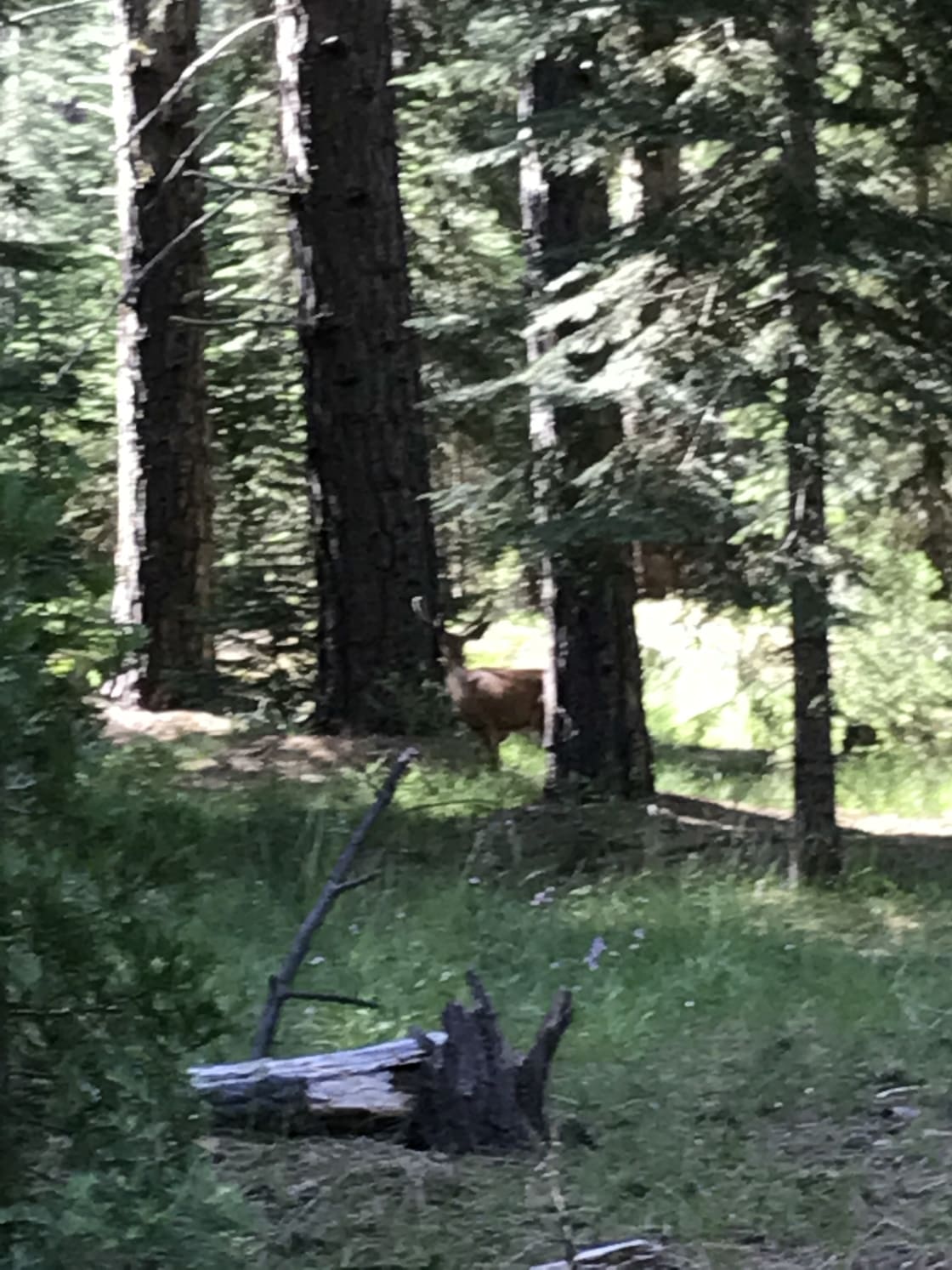 View of a deer from our campsite
