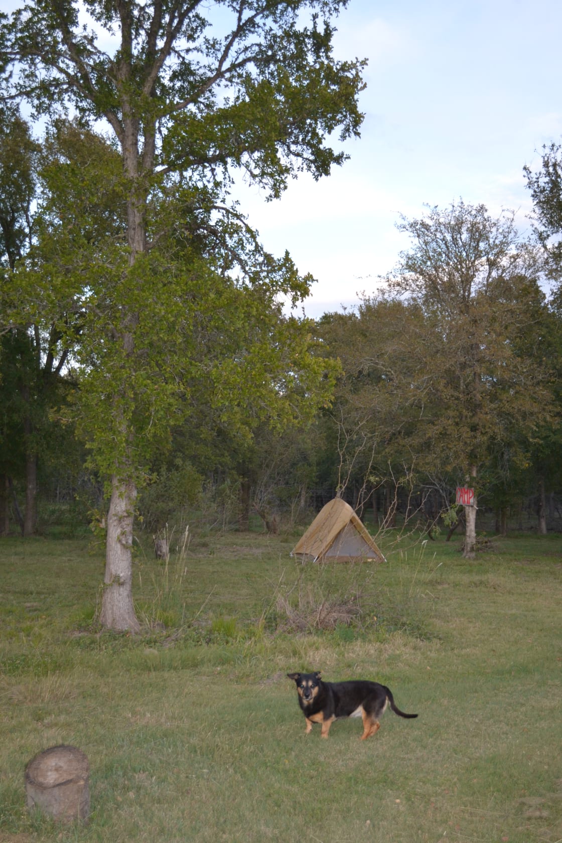 Beans shows off one the many places on the property that you can pitch your tent. 