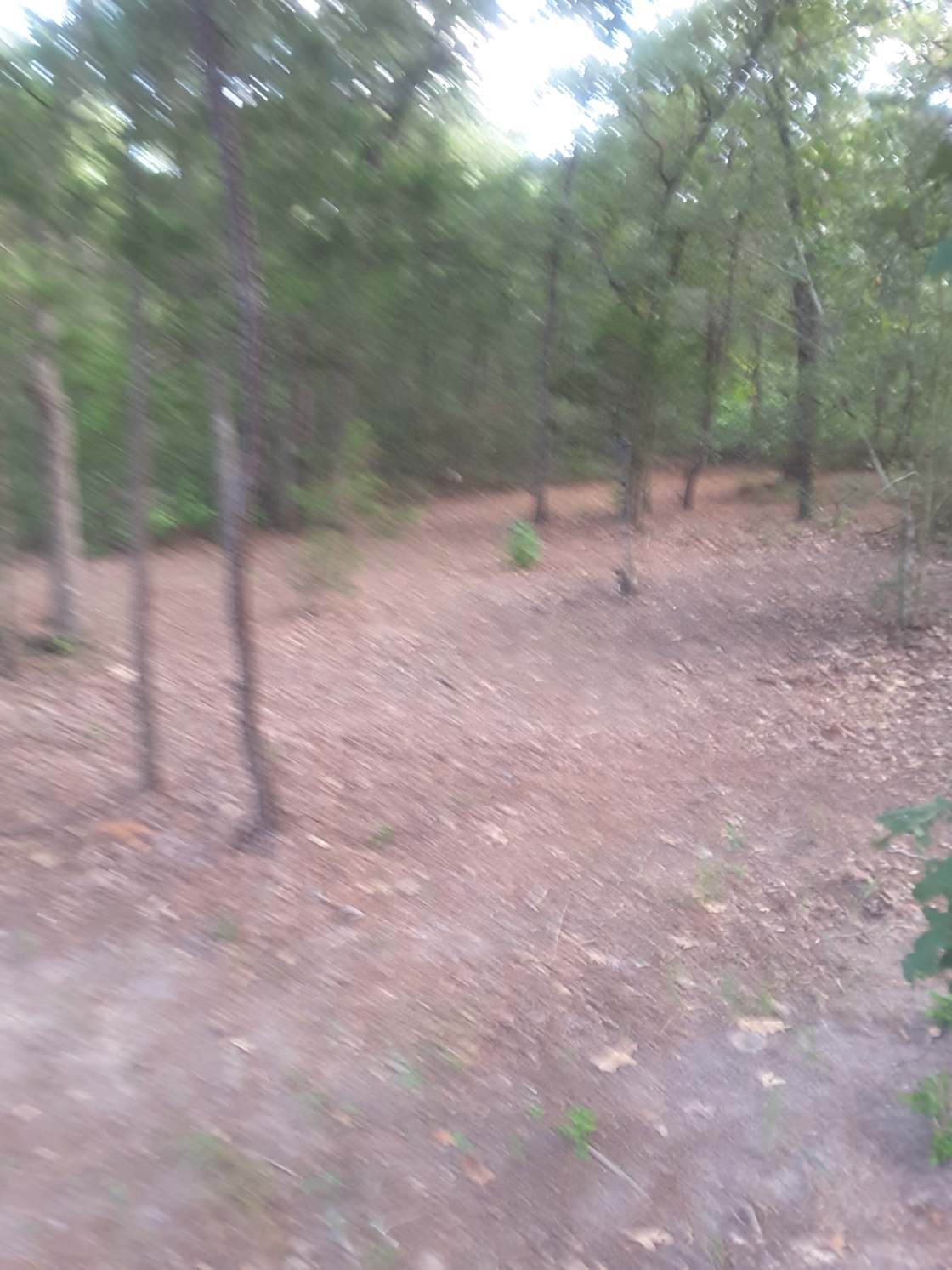 Lost Pines Camp Grove