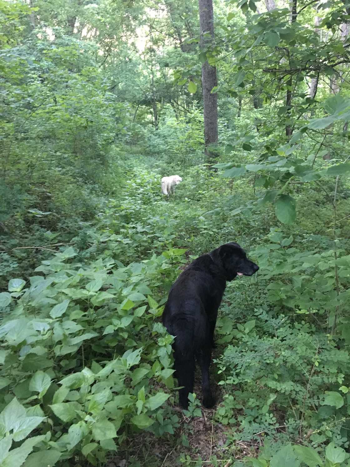 Shadow going for a walk in the woods. 