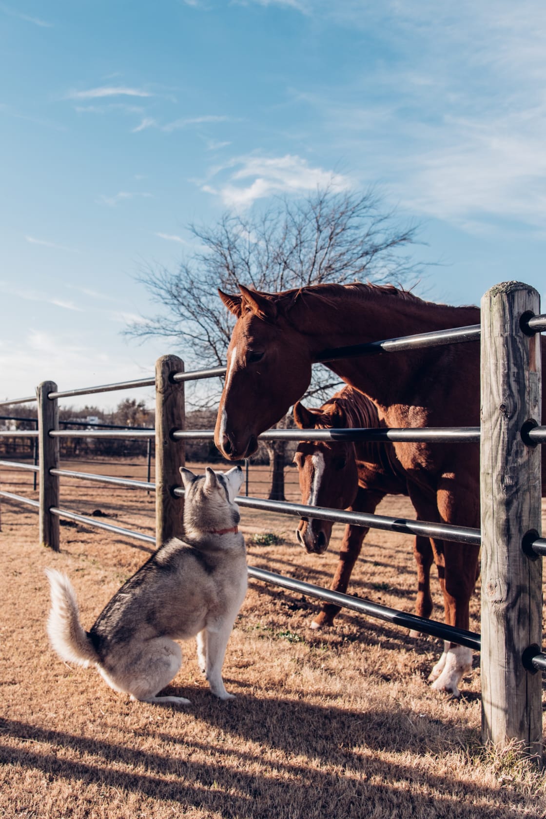 Our dog really loved meeting the horses!