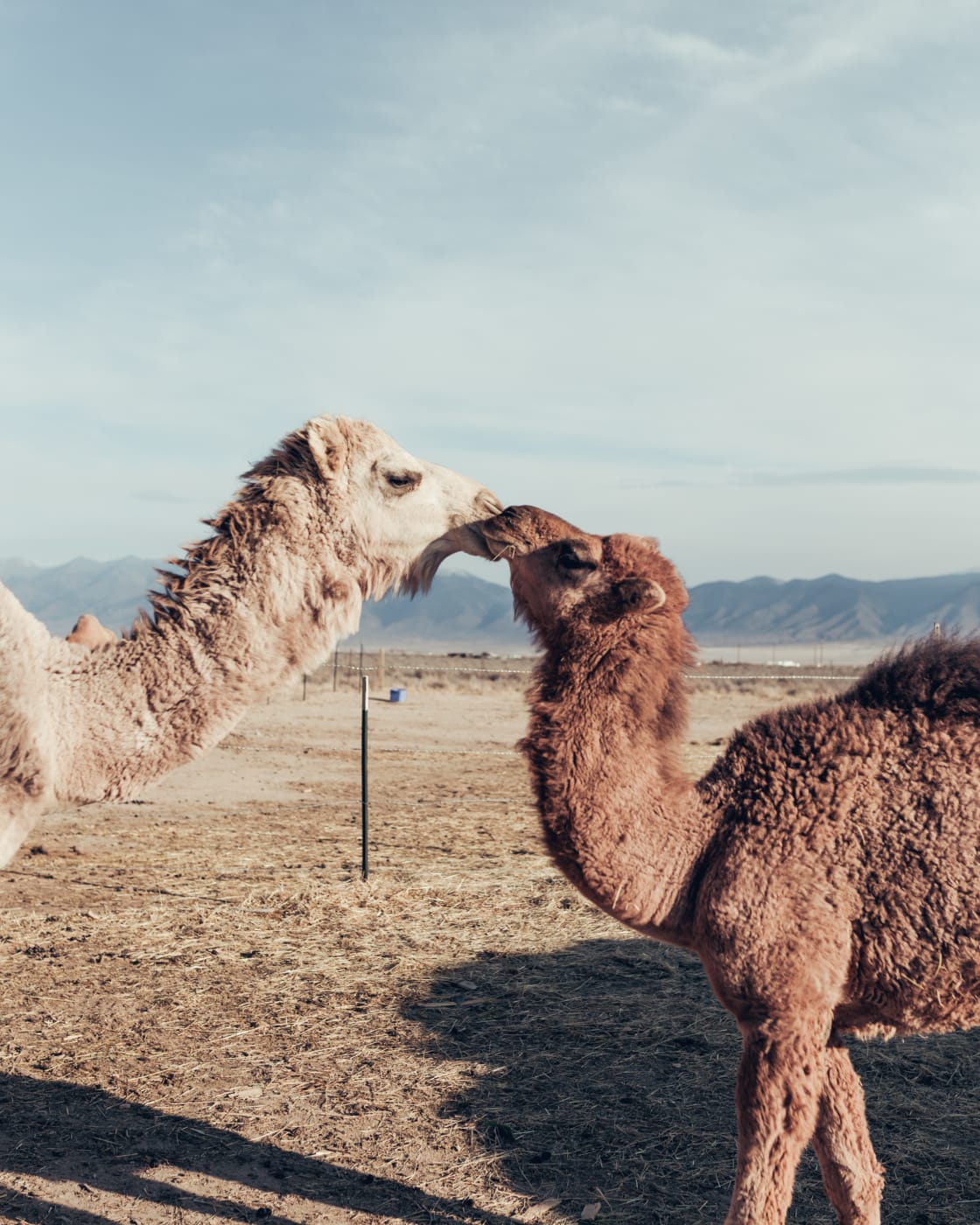 Watching camels play is so much fun- you can't wipe the smile from your face. 