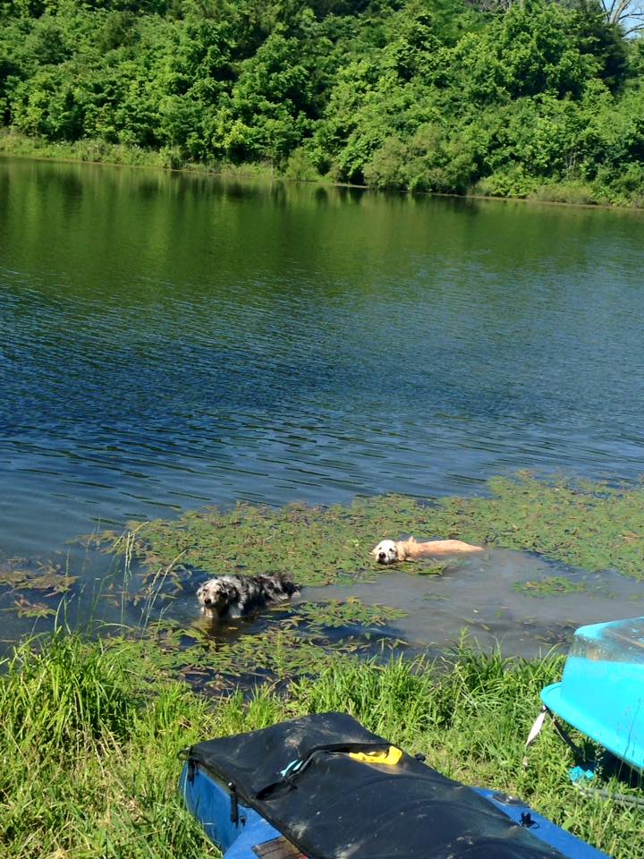 The dogs cooling off after the hike back to the lake
