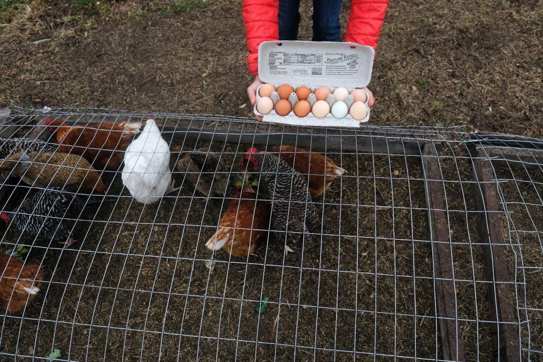 Happy hens make rich eggs!