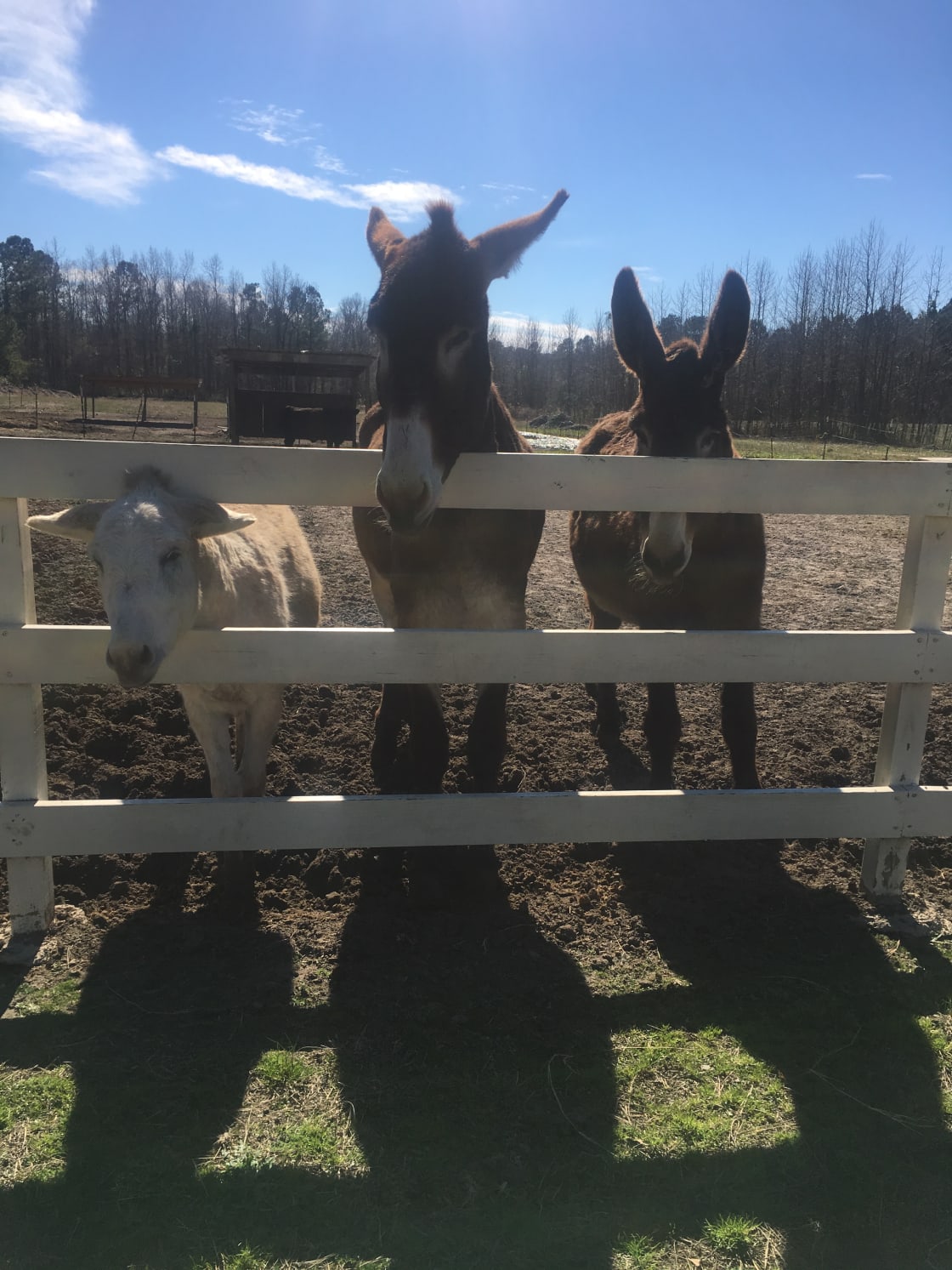 Meet our (rescue) donkeys... bring a treat when you come! An apple, carrots, watermelon, peanuts... anything from the produce market on site!