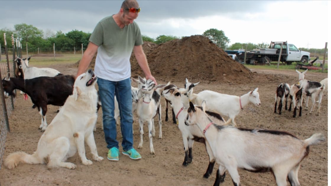 Goats Gone Wild!