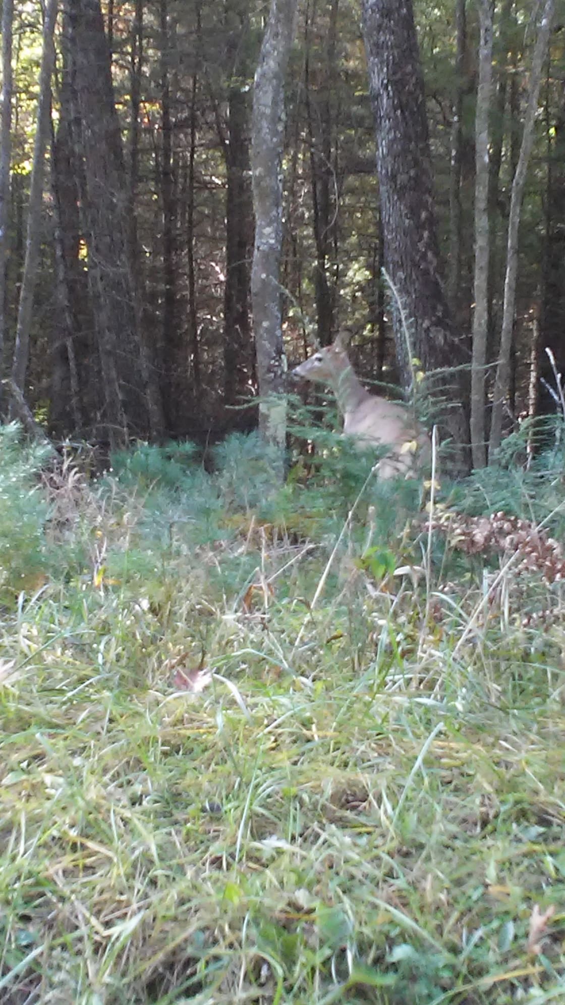 Deer siting onsite