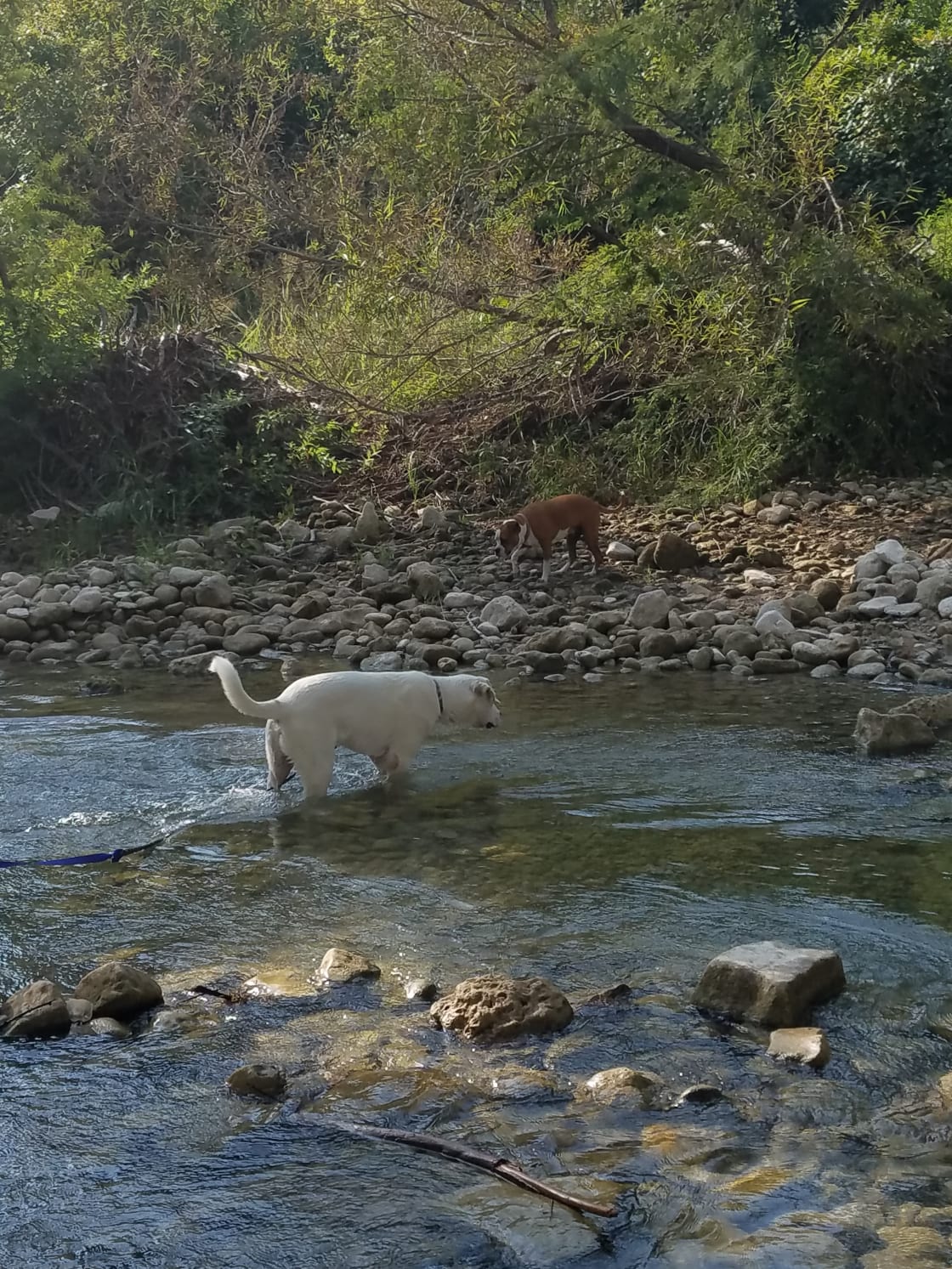 Dogs playing in spring fed creek
