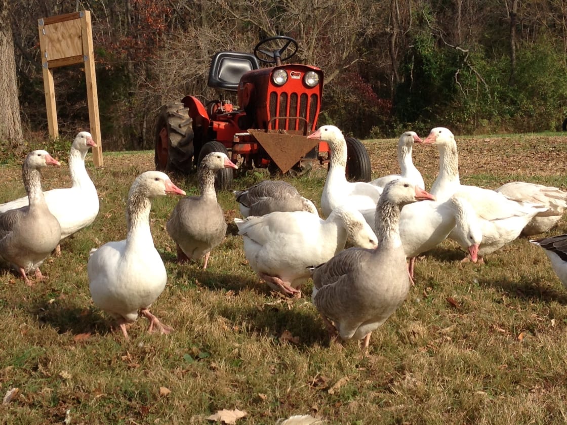 Our flock of Cotton Patch Geese.
