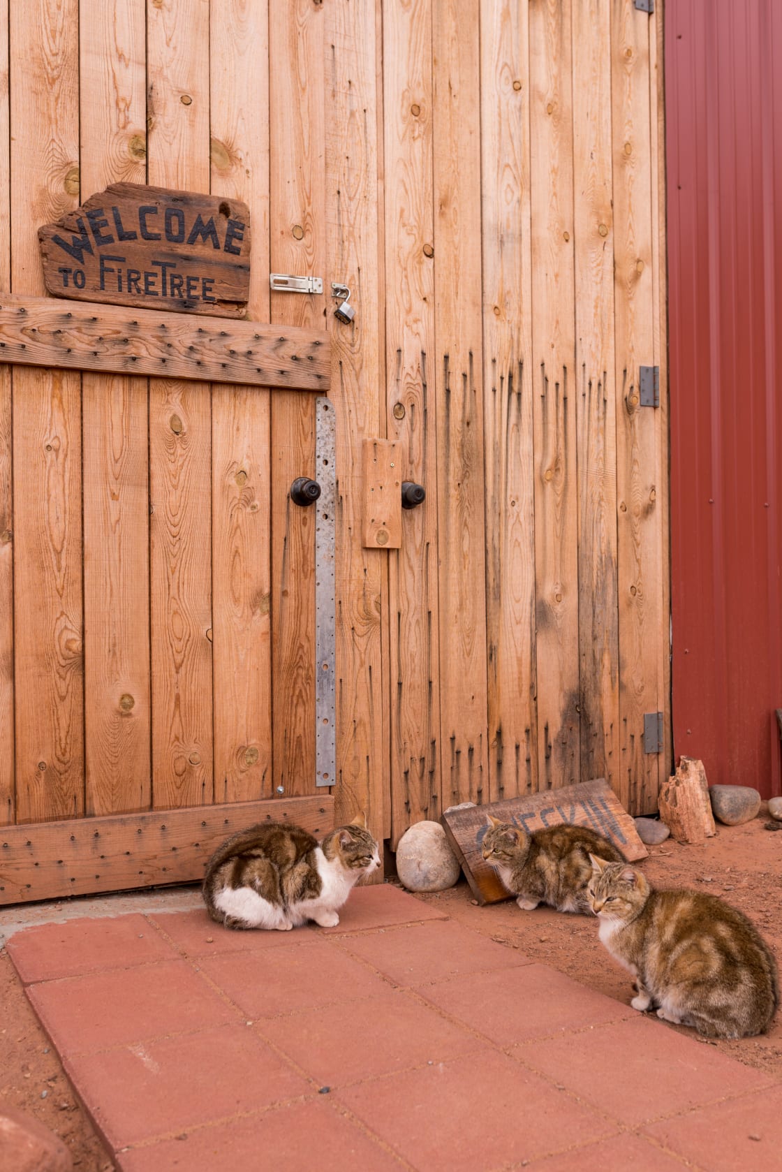 Kitties waiting for treats outside the big red barn