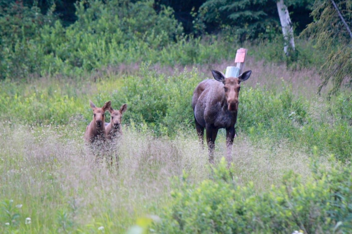 It's not uncommon to see moose, especially early mornings! 