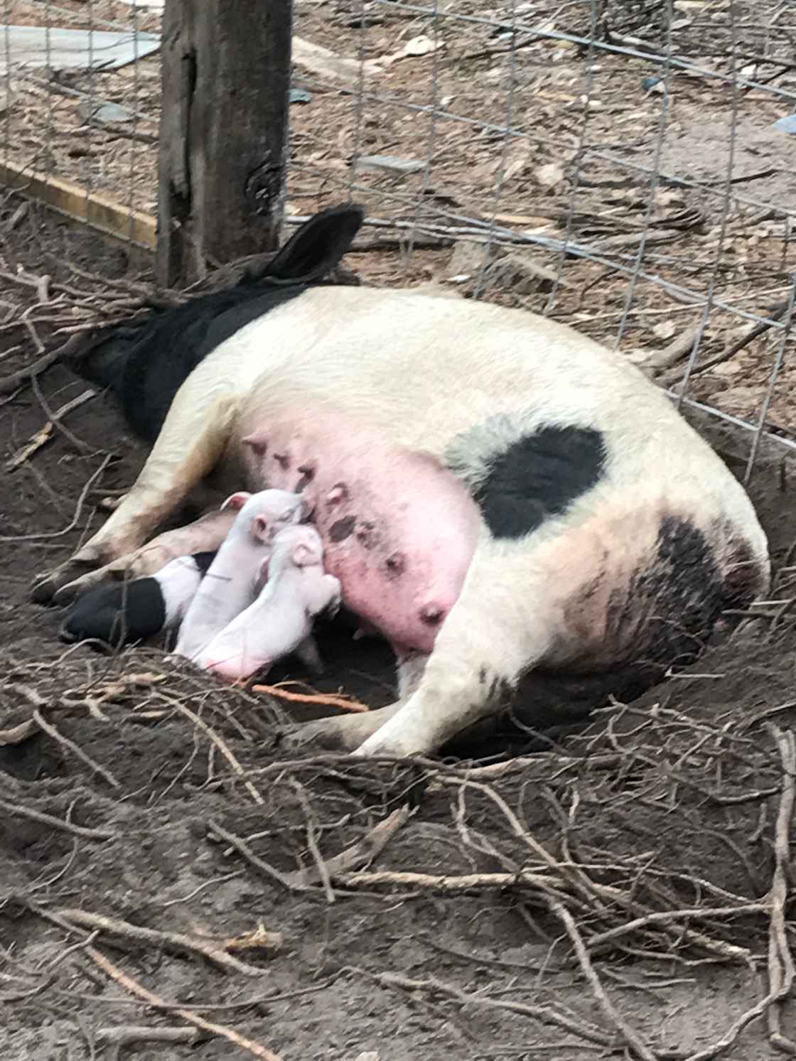 The Southern Farm Escape
