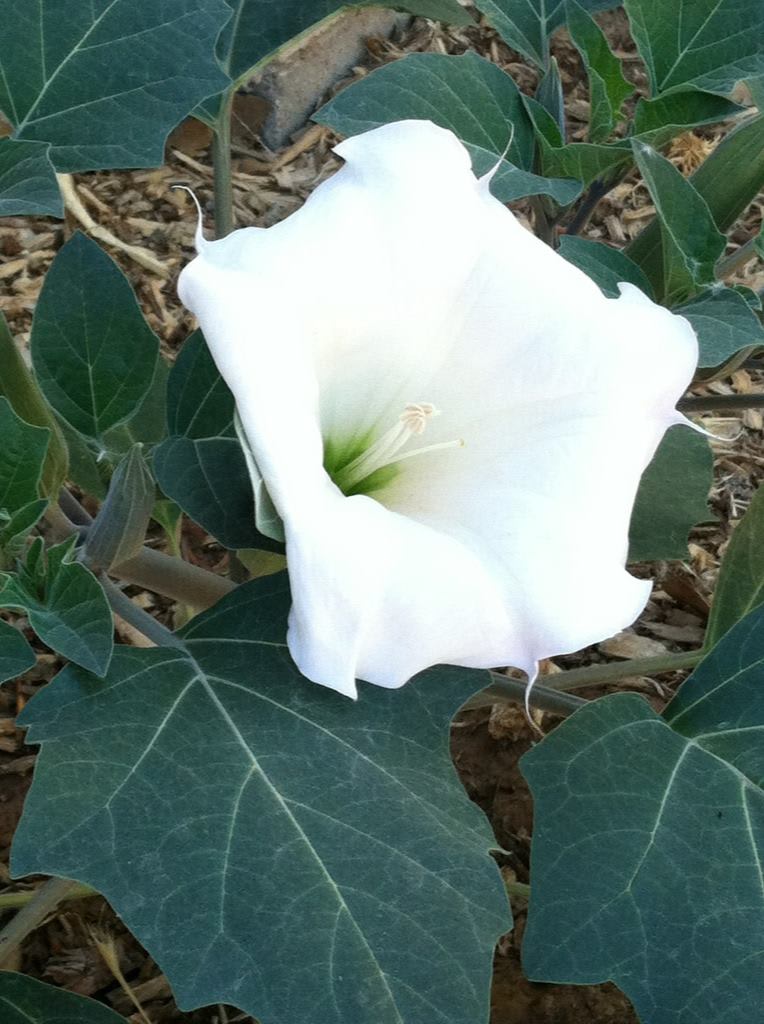 Datura