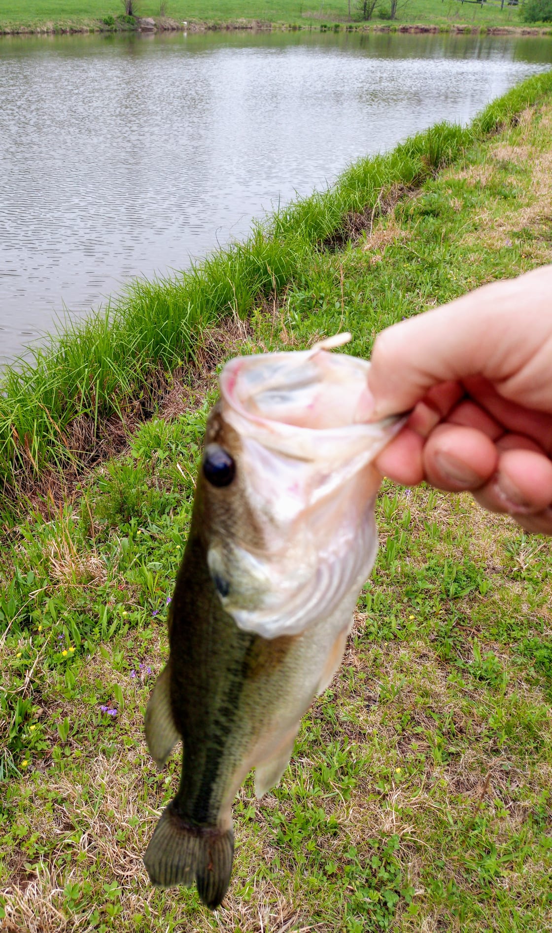 The blue gills in this pond are bigger than this bass! . . .