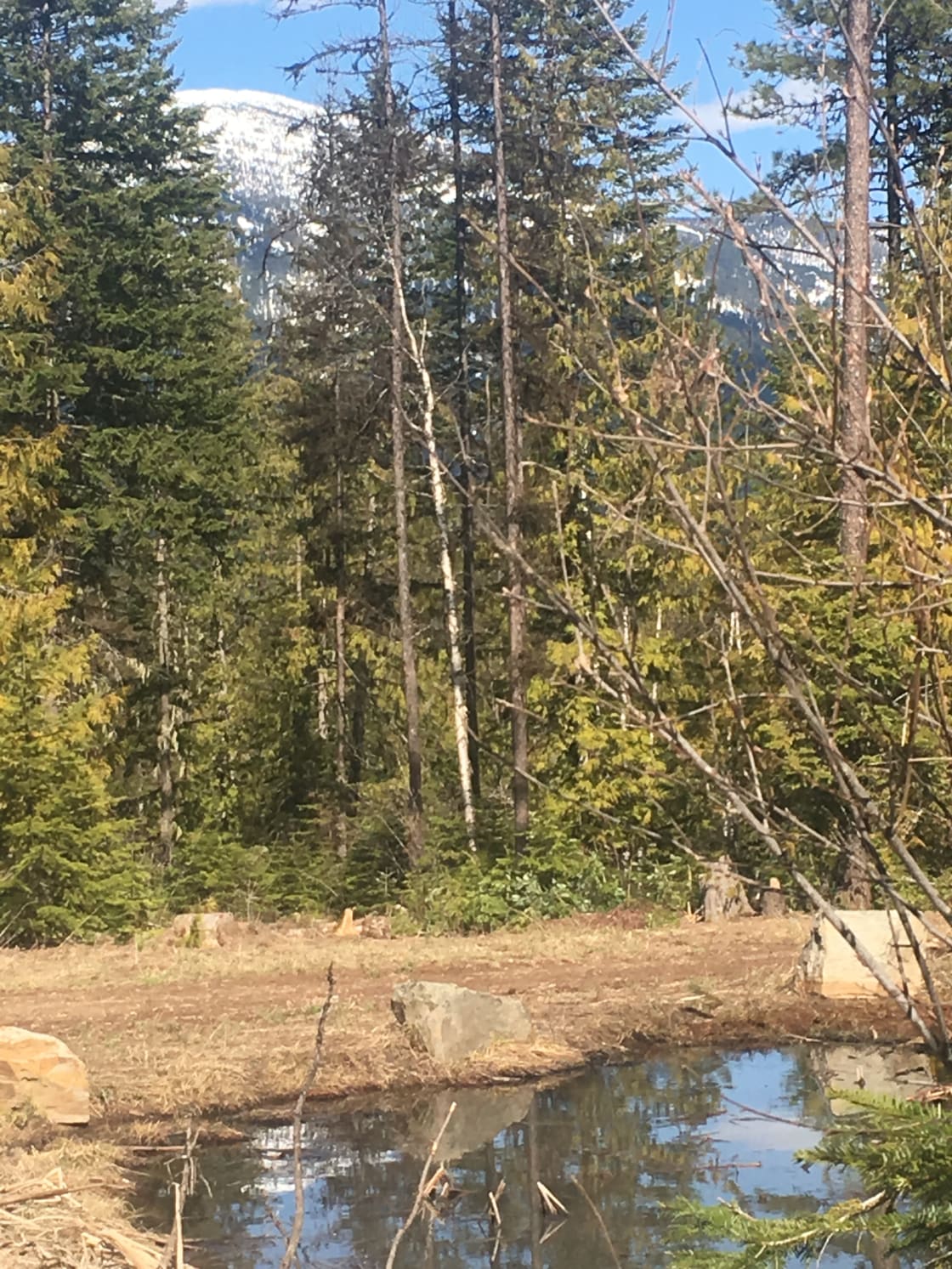 Our little pond frequently draws moose and other wildlife.