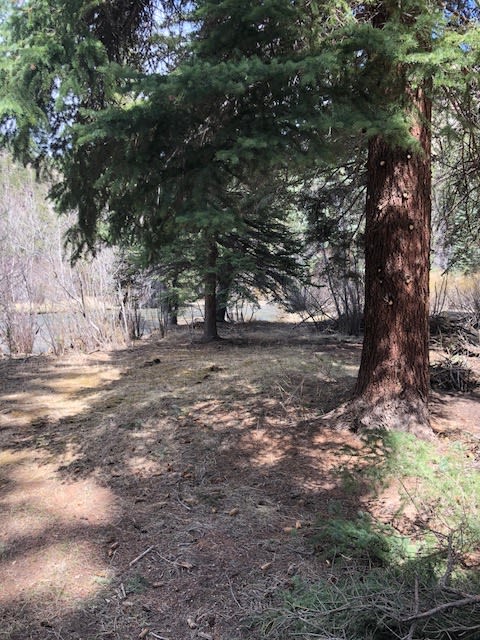 Camping area is near the river surrounded by pine trees. 
