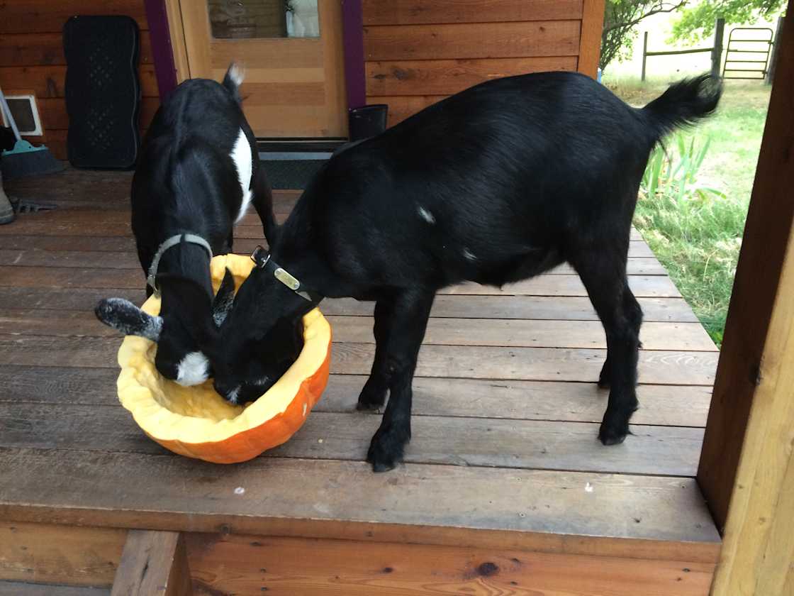 Our goats sharing a fall pumpkin from our garden
