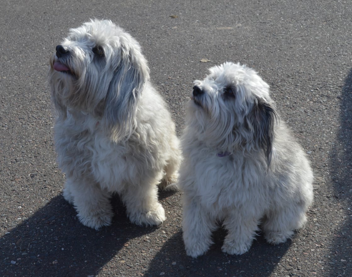 Furry farm dogs- Bodhi and Zora.  They are 1/2 sisters.  This is the Aussie -doodle breed.   (Australian Shepard with Papa Poodle:)