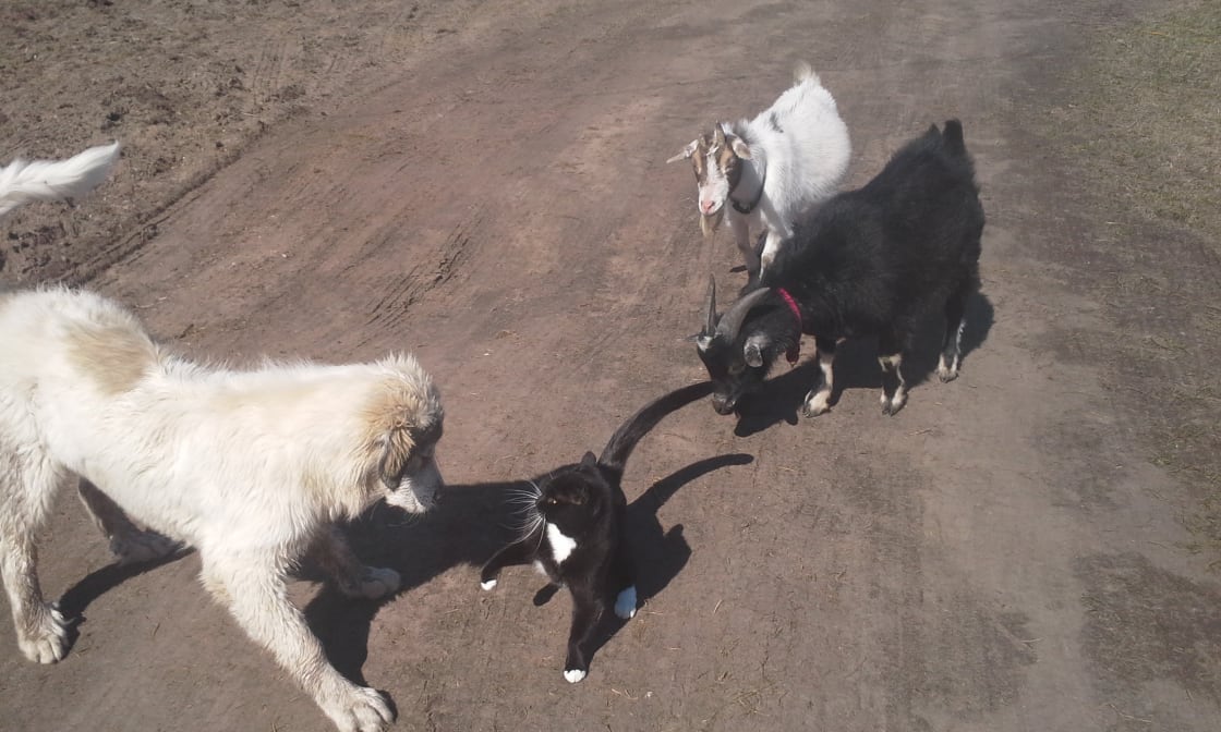 Cat, dog, mini goats
