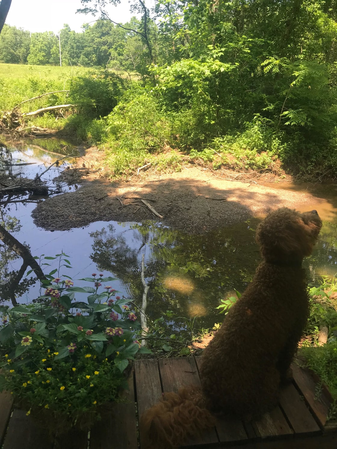 Chester taking in the creek!