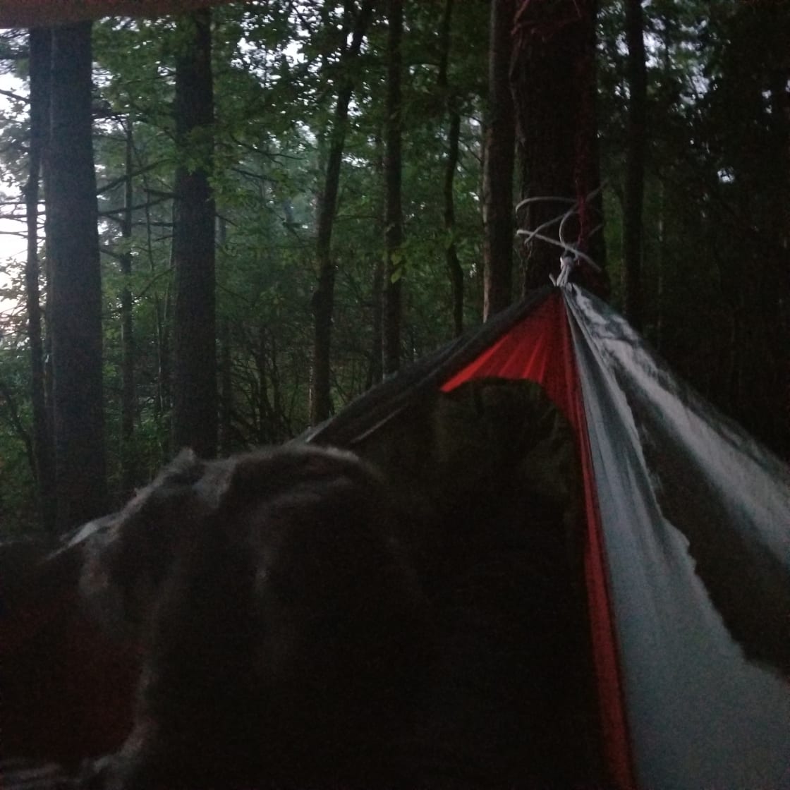 Hammock camping with my 4th best dog in the world.
