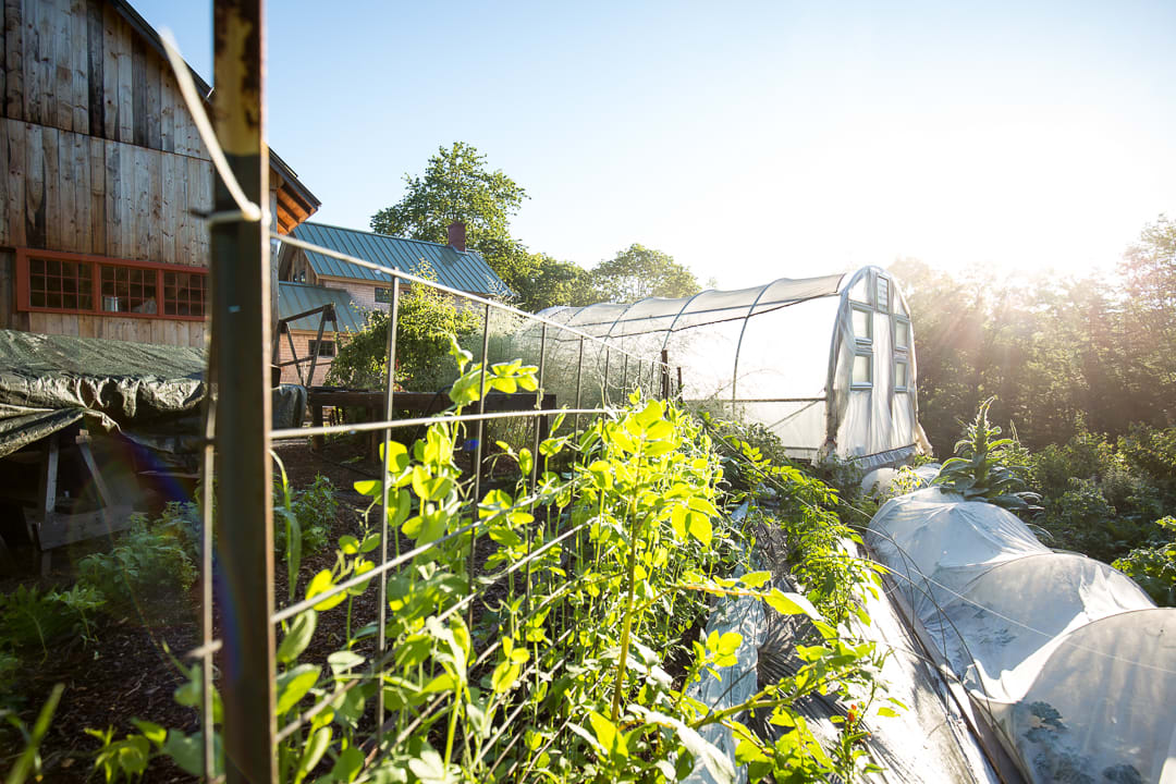 Morning light on one of the greenhouses. The day starts early here at Full Plate Farm! 