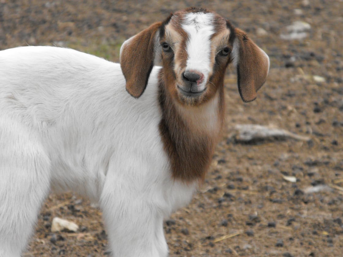 If you happen to visit us at the right times, we may even have baby goats kids frolicking in the pasture.