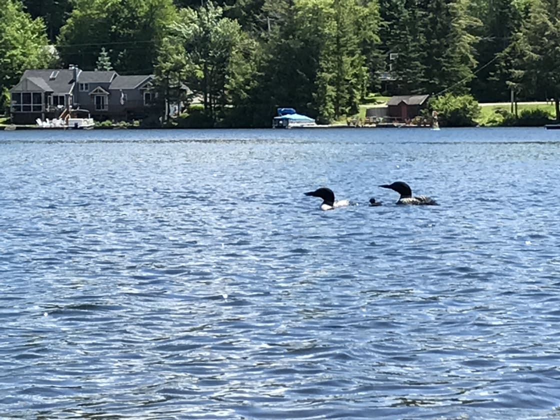 We have had loons on the lake since 2014.