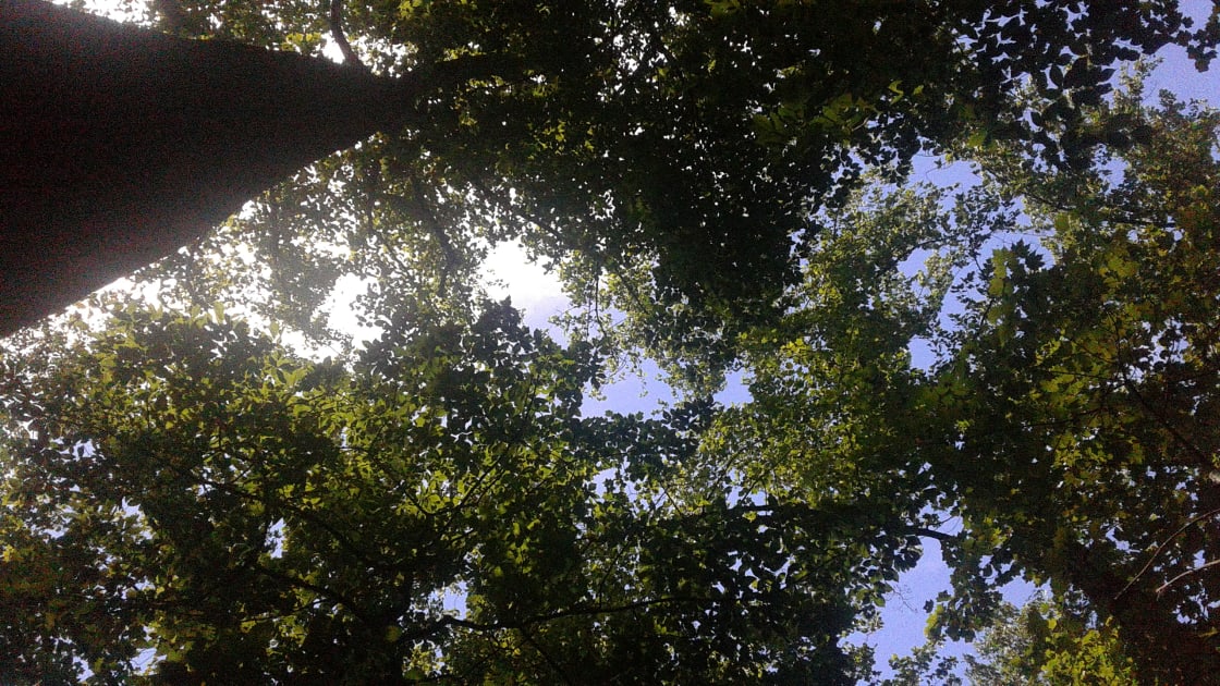 A look upward reveals that you are walking into a canopy of some enormous oak and poplar trees mixed with maples, beeches, ash and ironwoods.