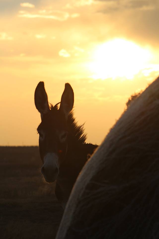 Keester the Donkey peeking from behind a bale.  Beautiful sunsets!