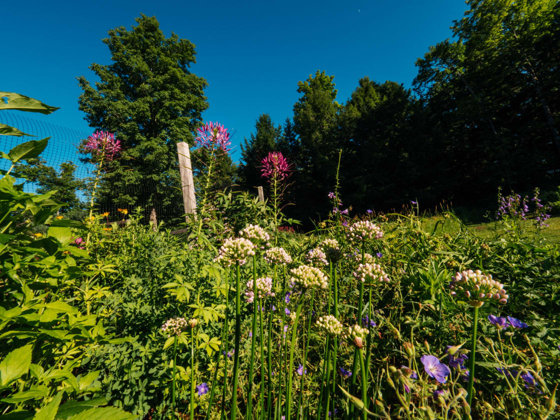 A splendid garden surrounds the main house, with blackberries and gorgeous flowers everywhere