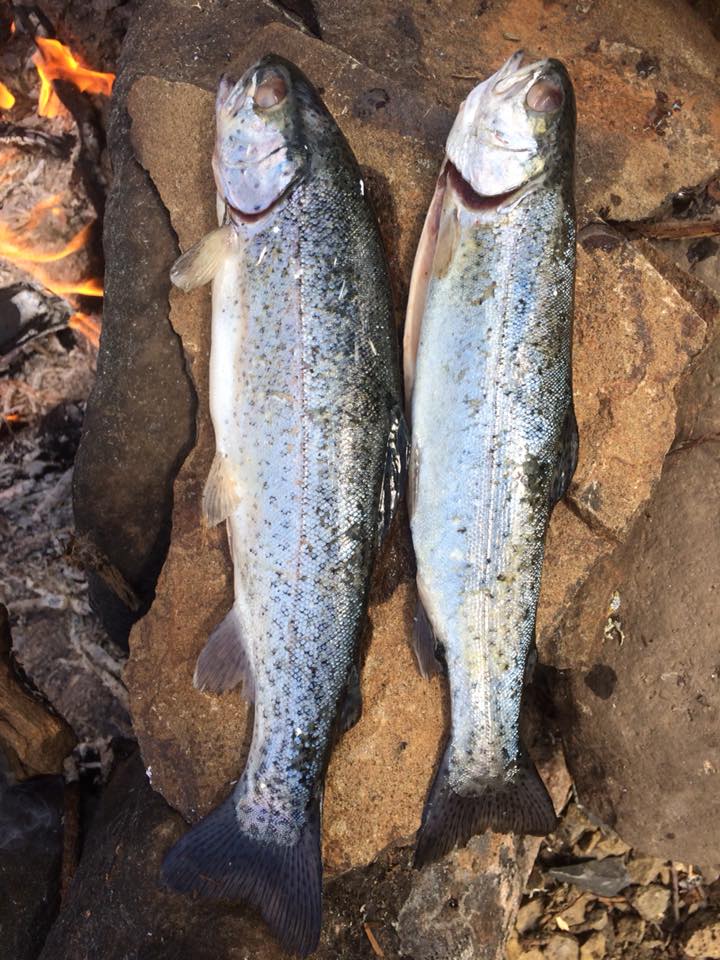 Trout from the wild Columbia River, just a short drive away.