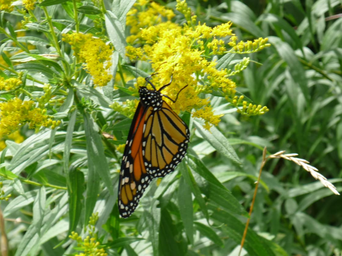 Monarch butterfly habitat