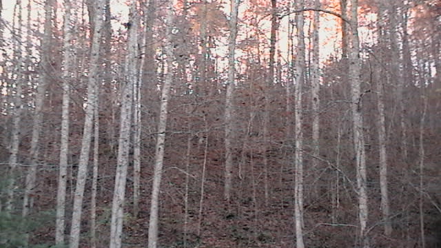 Some of the forest-there's 250 acres!