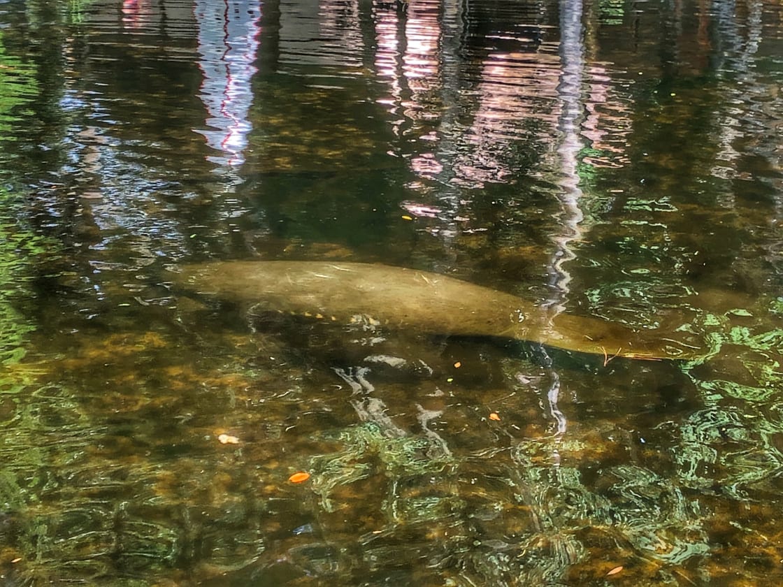 Manatee sighting from our dock 
