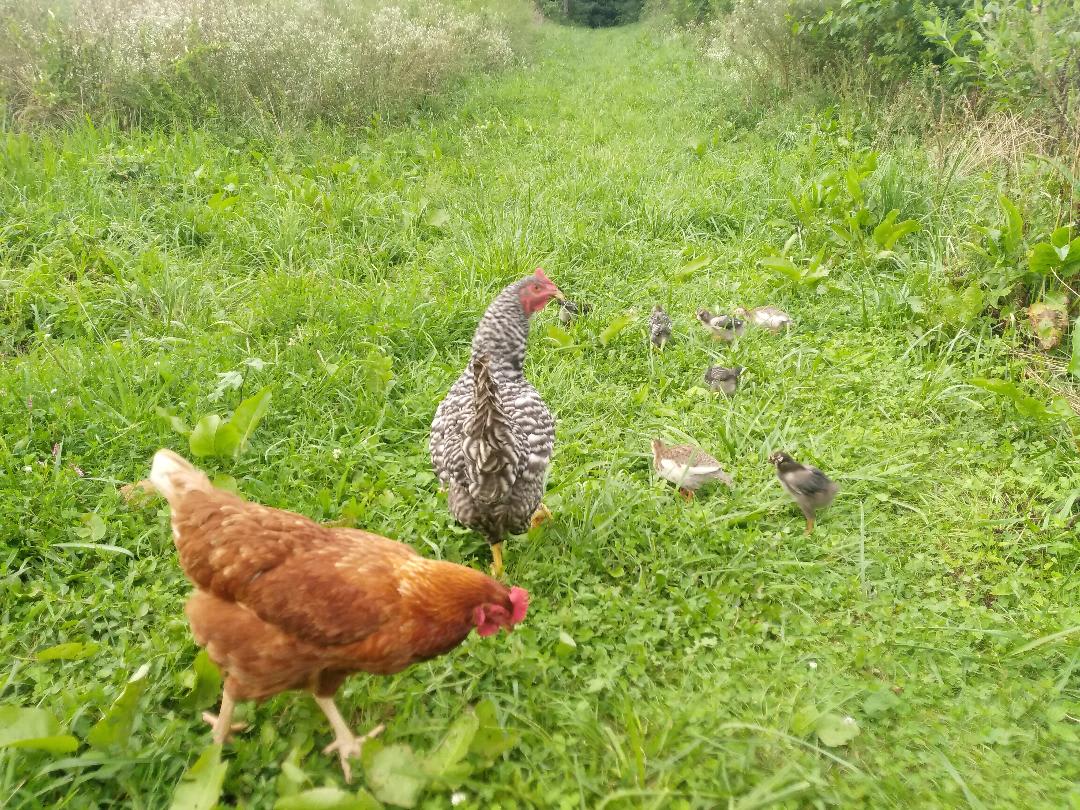 We have our egg laying chickens roaming the property.  Campers can buy eggs from the farm for cooking up your breakfast.  