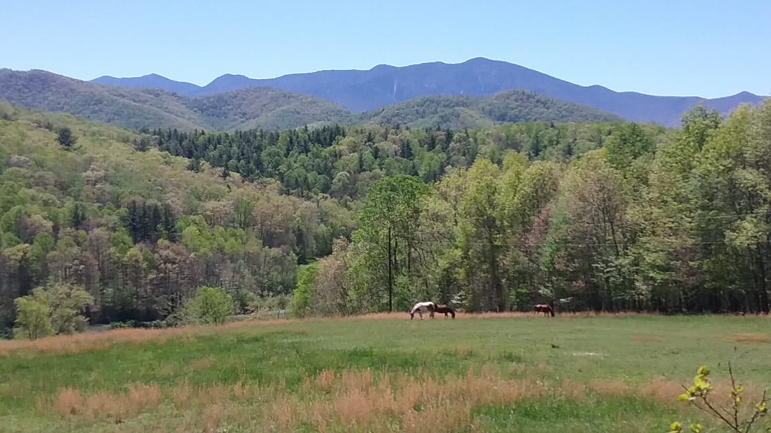 From the campsite, this is your view of the horse pasture below and Mt. Mitchell in the distance.