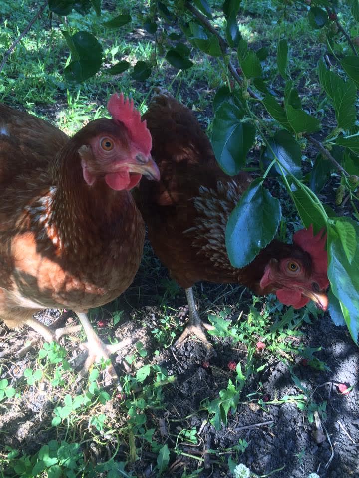 Our chickens lay fresh eggs every day!
