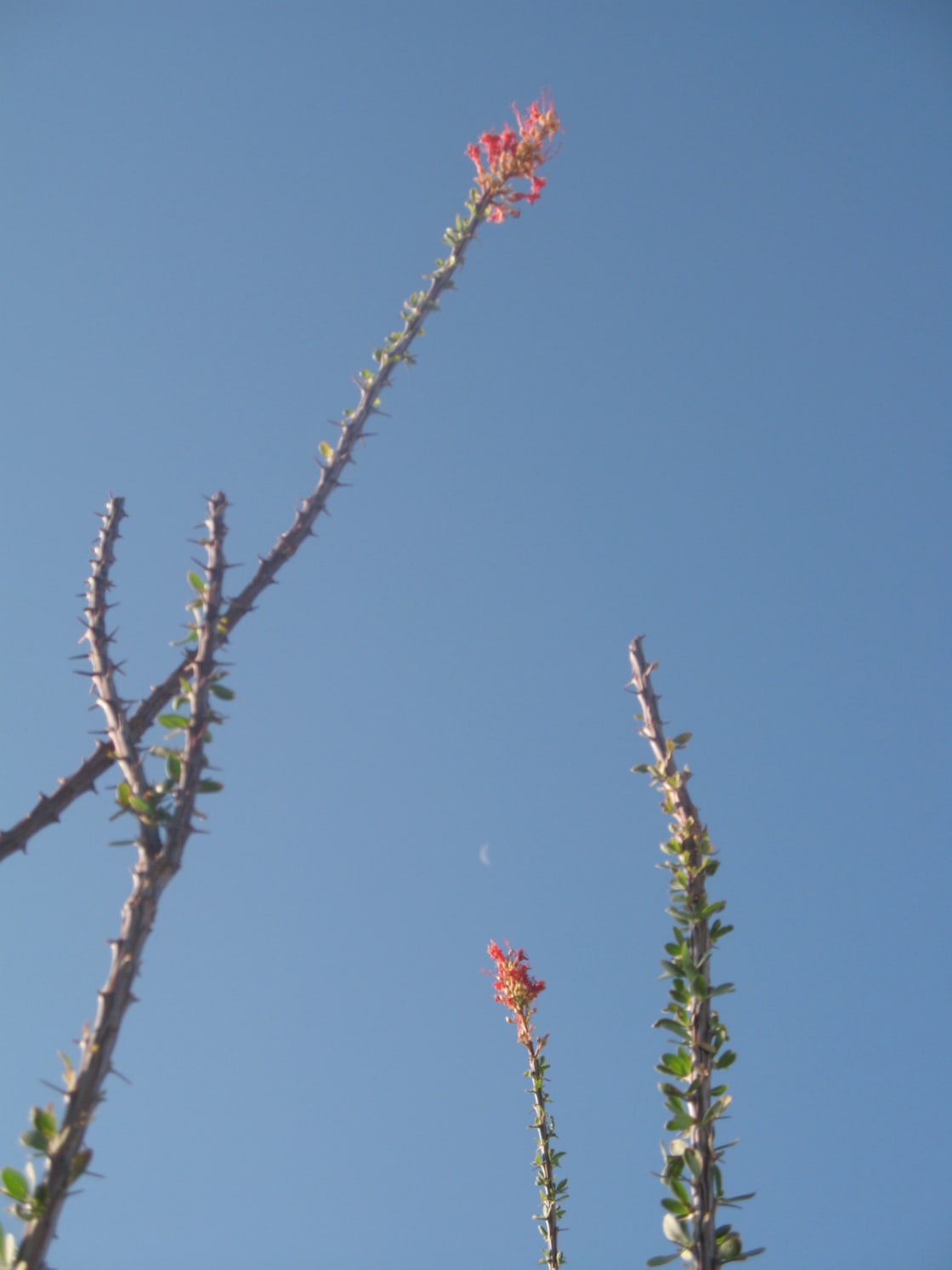 A blooming ocotillo on the property attracts honey bees and hummingbirds.