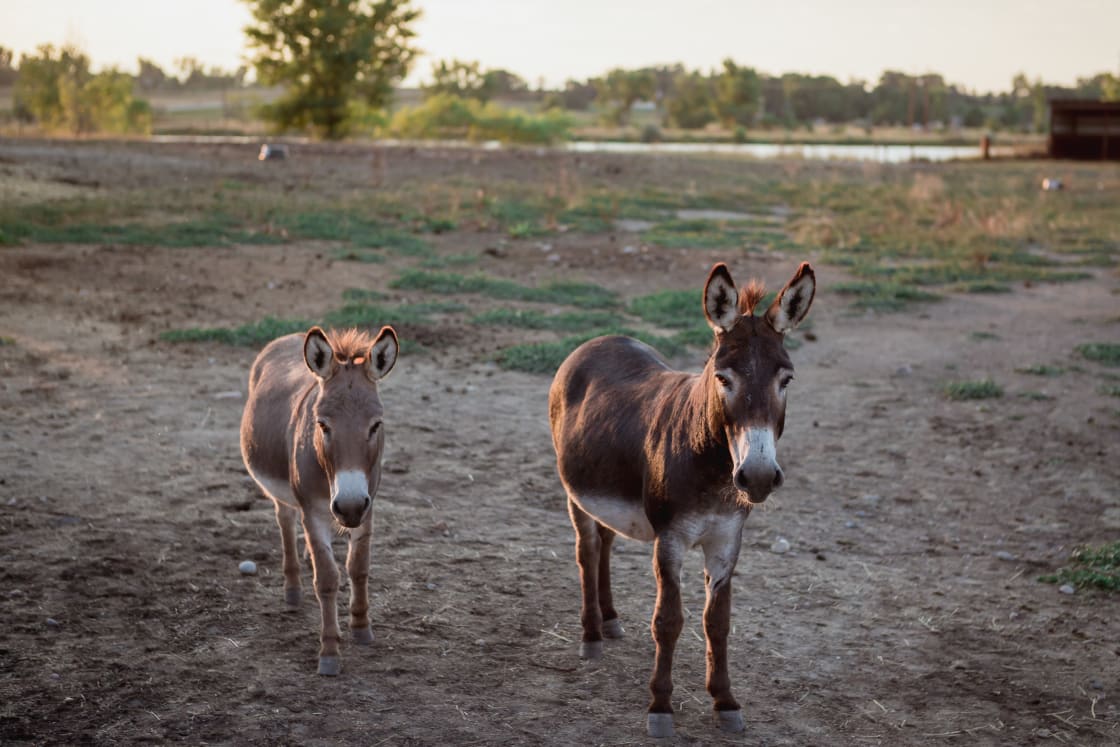 Cutest inquisitive mini donkeys