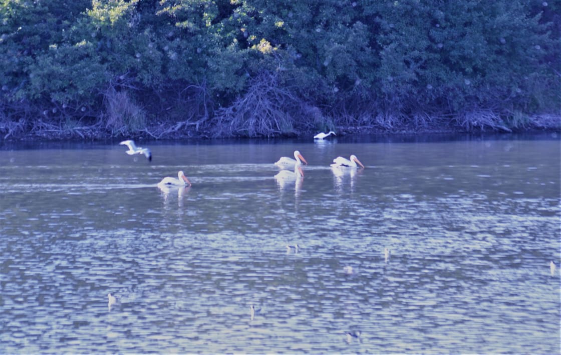 Pelicans have a thriving colony at this site.
