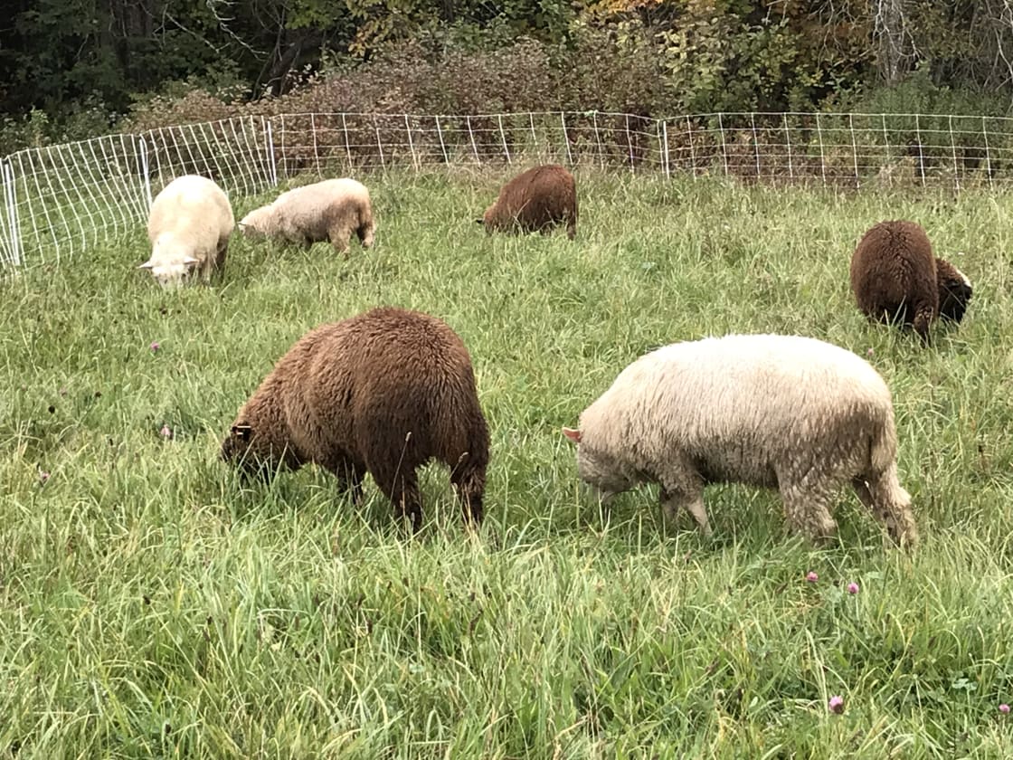 Sheep grazing in our pasture.