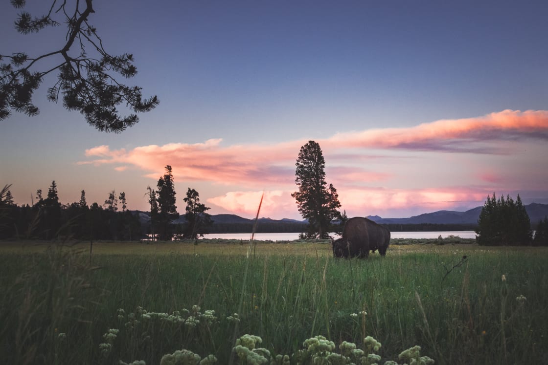 Lone bison at sunset.