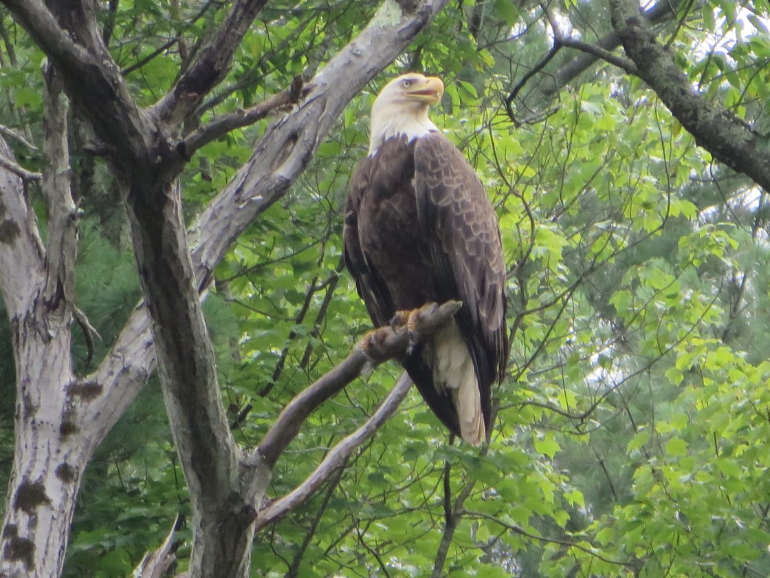 Eagles and various wildlife in the area. I took this pic on my kayak, floating down the river. Fish, swim or float in the East Branch River Access (previous picture), only 8 minutes from camp!