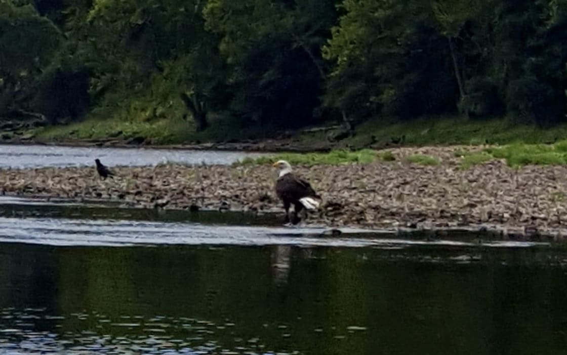 Bald Eagles abound here, see these on kayak floats down river