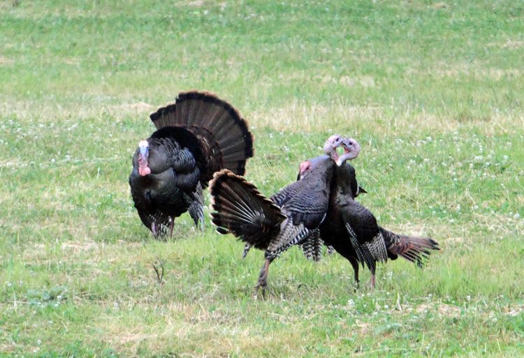 Wild turkeys.